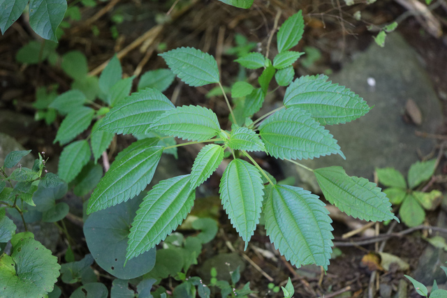 Pilea pumila - plant