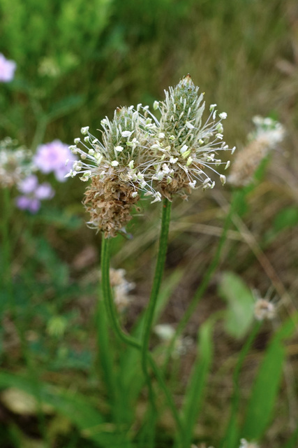 Plantago lanceolata