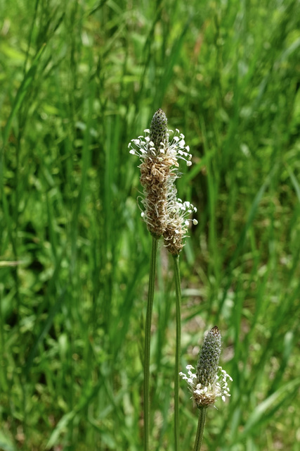 Plantago lanceolata