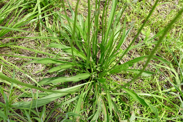 Plantago lanceolata - leaves