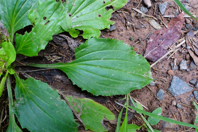 Plantago major - leaves
