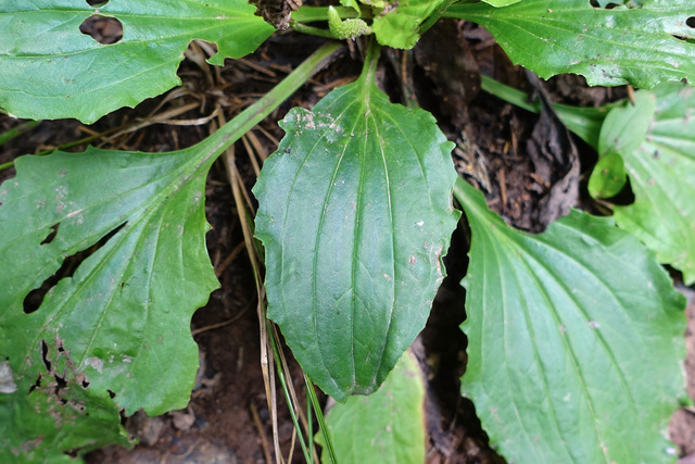 Plantago major - leaves