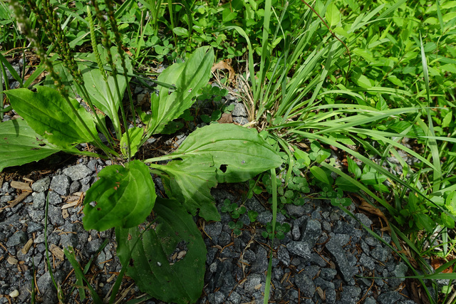 Plantago major - leaves