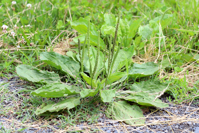 Plantago major - plant