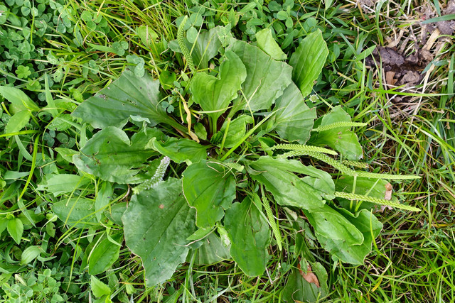 Plantago major - plant