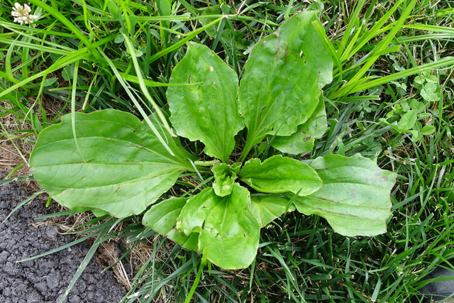 Plantago major - plant
