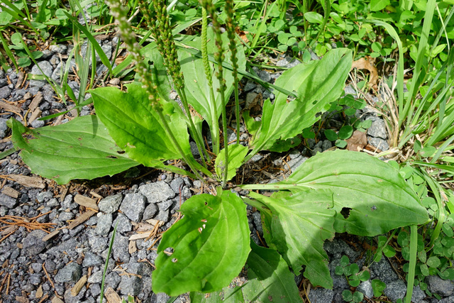 Plantago major - plant
