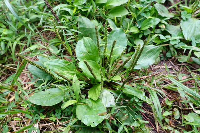 Plantago major - plant
