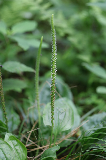 Plantago rugelii