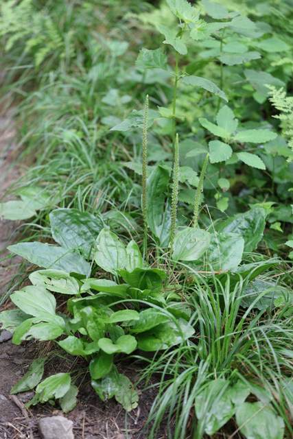 Plantago rugelii - plants