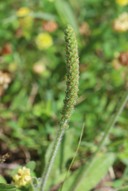 Plantago virginica