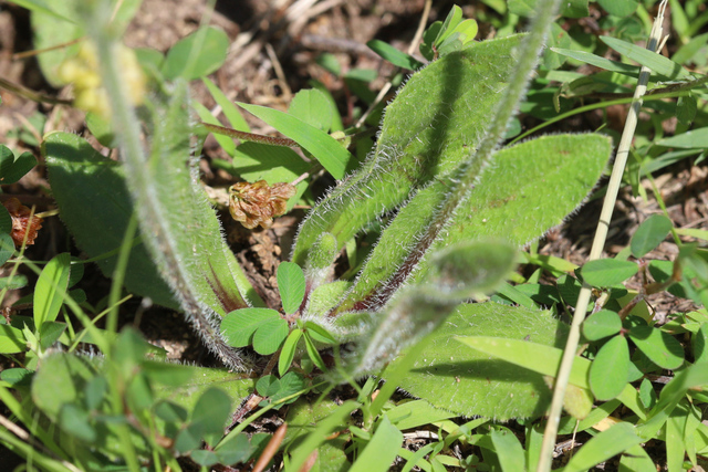 Plantago virginica - leaves