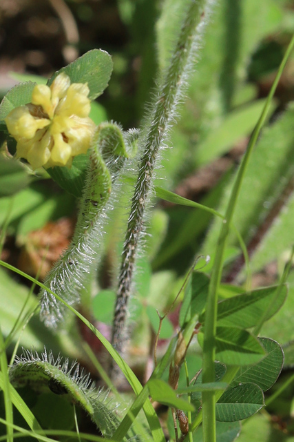 Plantago virginica - stem