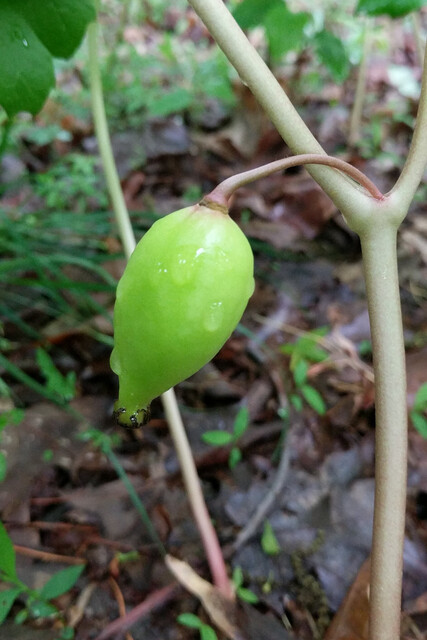 Podophyllum peltatum - fruit