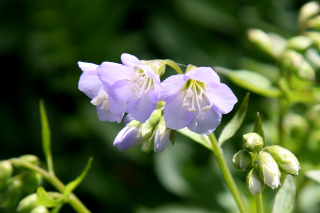 Polemonium reptans