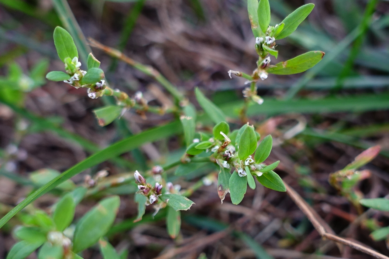 Polygonum Aviculare Prostrate Knotweed Wildflowers Of The National Polygonum Aviculare Prostrate Knotweed Wildflowers Of The National