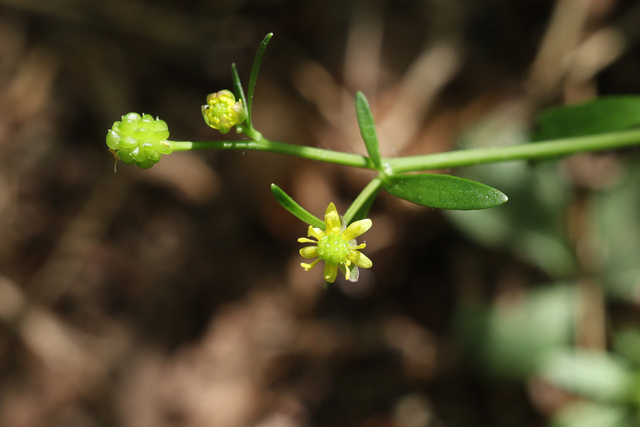 Ranunculus micranthus