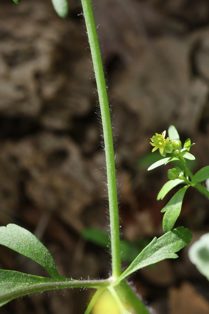 Ranunculus micranthus - stem