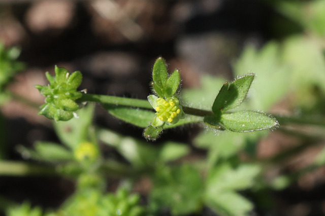 Ranunculus parviflorus