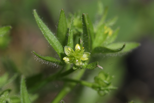 Ranunculus parviflorus
