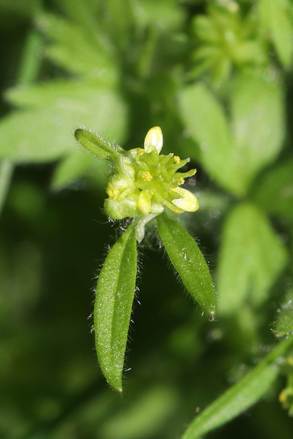 Ranunculus parviflorus