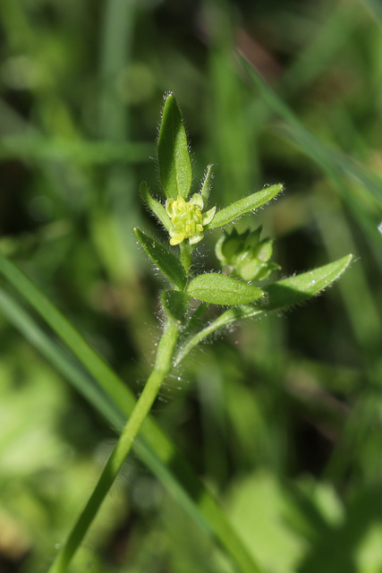 Ranunculus parviflorus