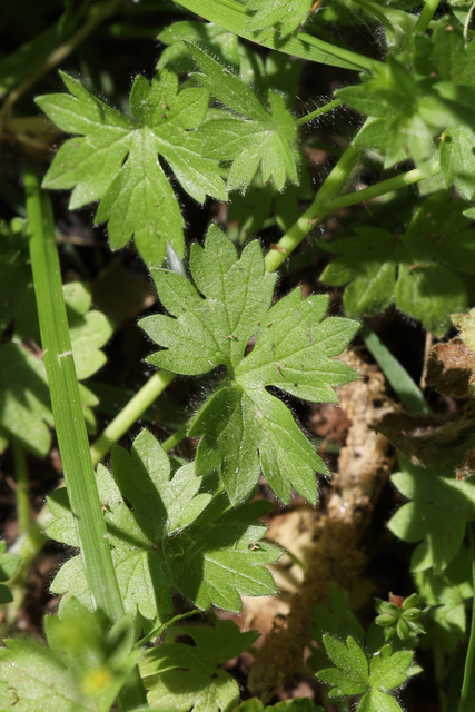 Ranunculus parviflorus - leaves