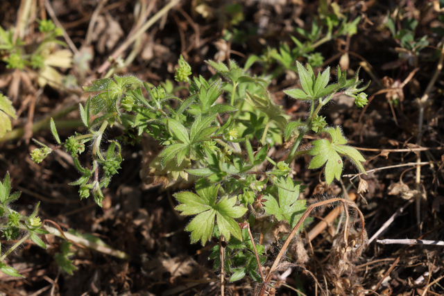 Ranunculus parviflorus - plants