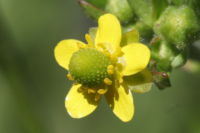 Ranunculus sceleratus