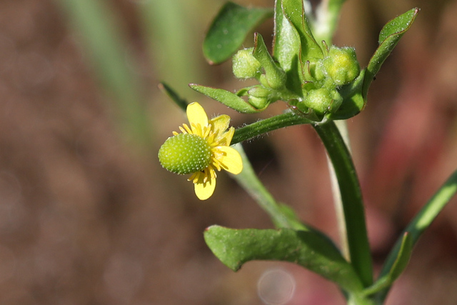 Ranunculus sceleratus