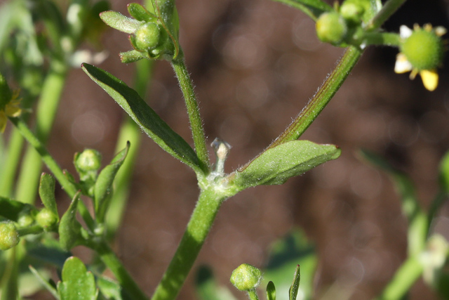Ranunculus sceleratus - leaves