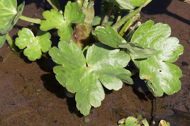 Ranunculus sceleratus - leaves