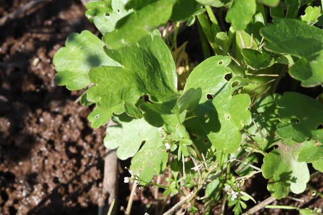 Ranunculus sceleratus - leaves