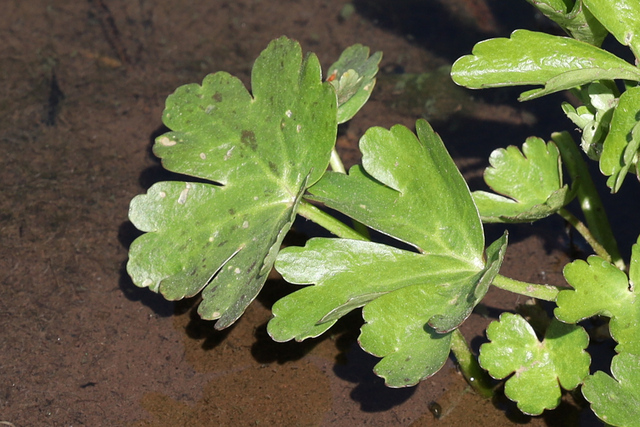 Ranunculus sceleratus - leaves