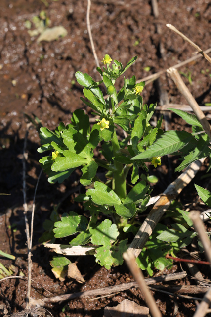 Ranunculus sceleratus - plant