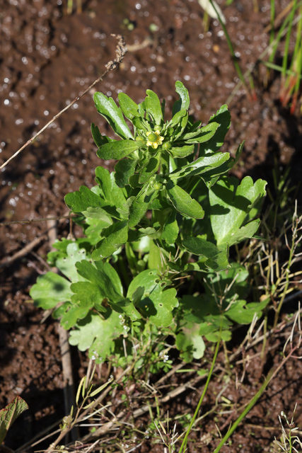 Ranunculus sceleratus - plant