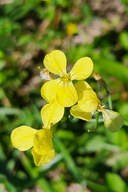 Raphanus raphanistrum