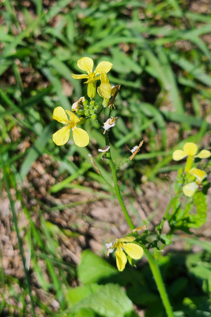 Raphanus raphanistrum