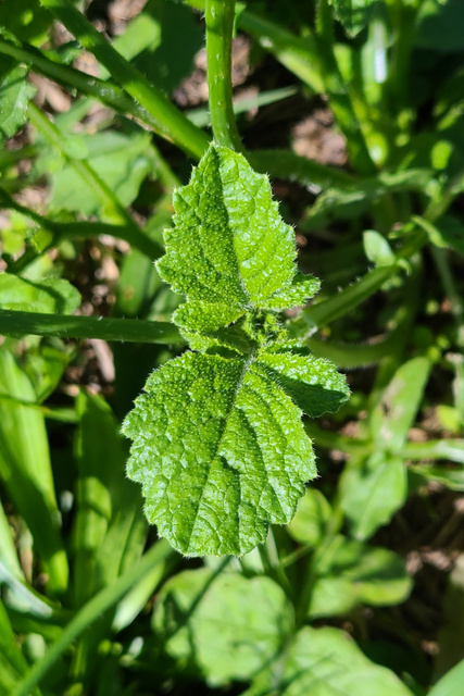 Raphanus raphanistrum - leaves