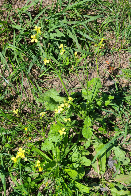 Raphanus raphanistrum - plant