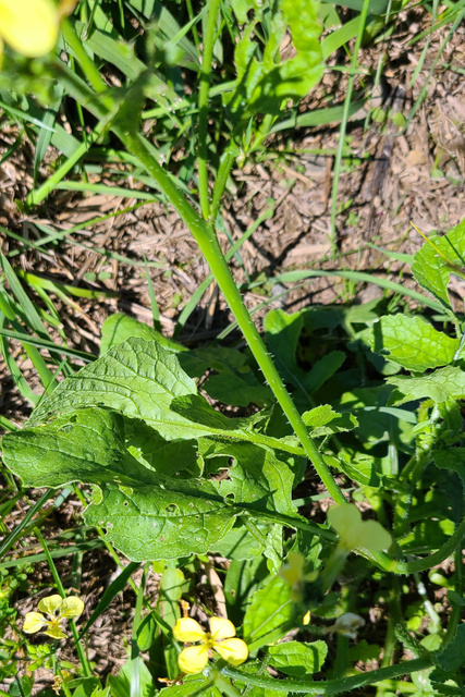 Raphanus raphanistrum - stem