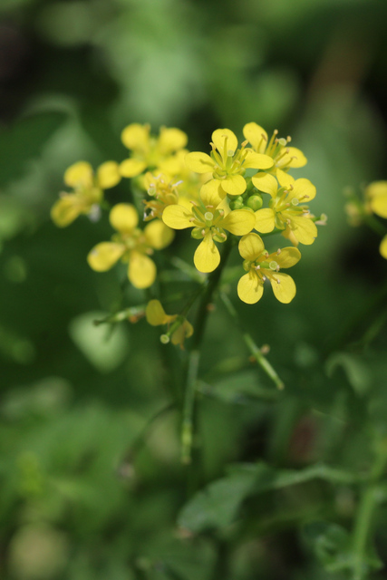 Rorippa sylvestris