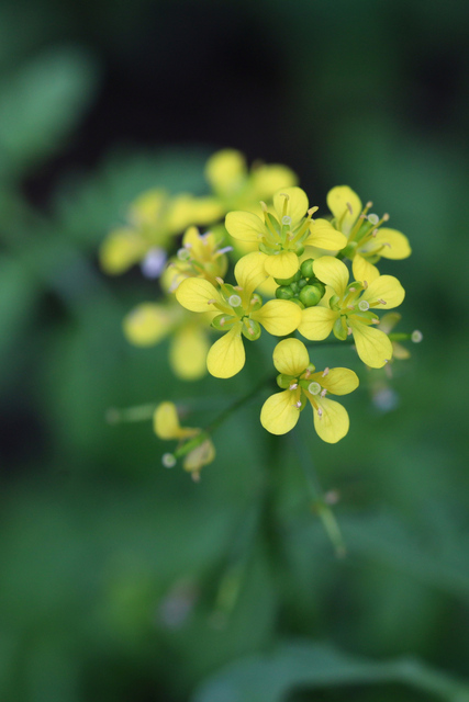 Rorippa sylvestris