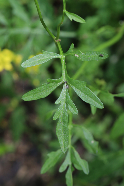 Rorippa sylvestris - leaves