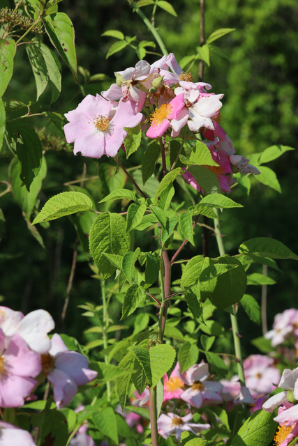Rosa setigera