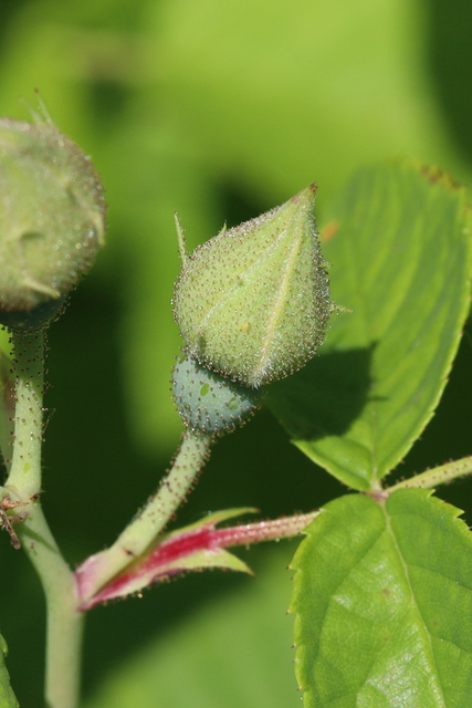 Rosa setigera - bud