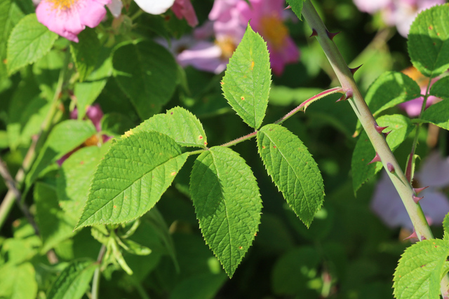 Rosa setigera - leaves