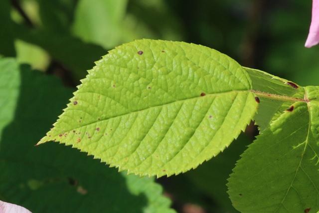 Rosa setigera - leaves