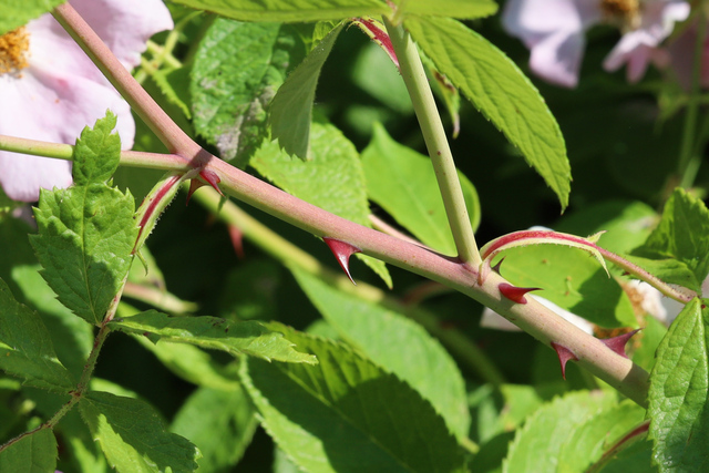 Rosa setigera - stem