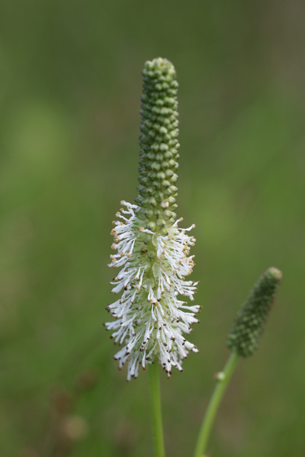 Sanguisorba canadensis